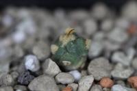 Echinocactus horizonthalonius PD 1_02